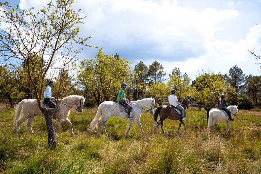 toursbyuni-montserrat_hike-horse-04